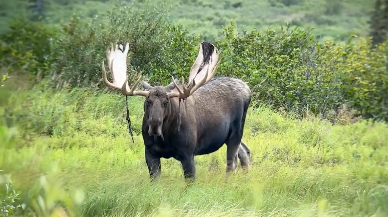 Tagged Outdoors — hunting and outdoor life